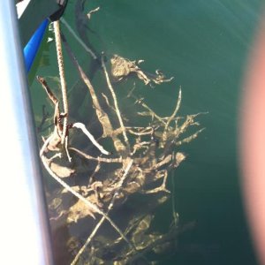 Look What Came Up With the Anchor Rode 9-9-11