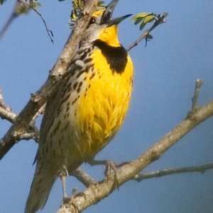 Meadowlark