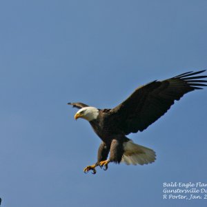 Bald eagle, our namesake