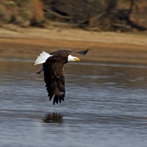 Bald Eagle down for the attack