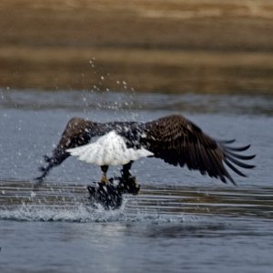 Hapless Duck in Talons