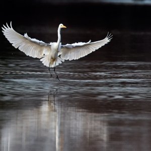 Great White Egret touchdown