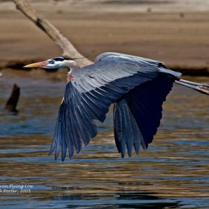 Great Blue Heron Flying Low