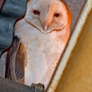Barn Owl Stare