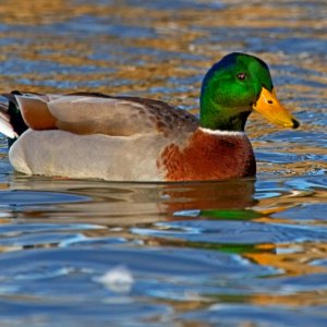 Mallard Beauty