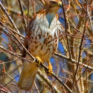 Redtail in hiding