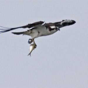 Osprey-fishMG 5847