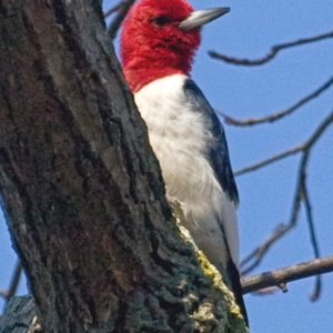 Red-Headed