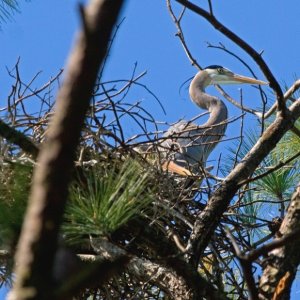 Nest-Sitting. Nest is surprisingly small and untidy but gets the job done.