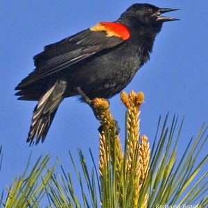 Redwing Blackbird near Guntersville Dam - one of my favorite sounds