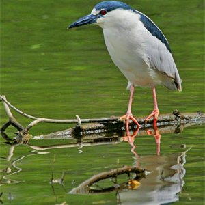 Night Heron just off the Cumberland River
