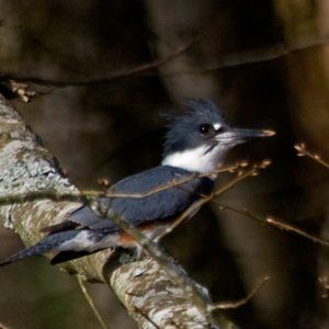 This little Kingfisher was darting back and forth across the creek and hiding from C Eagle as we traveled back into the narrow, shallow waters.