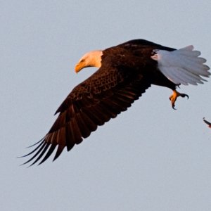 Sunset-Takeoff: Bald Eagle making a last run near Shoal Creek before sundown.