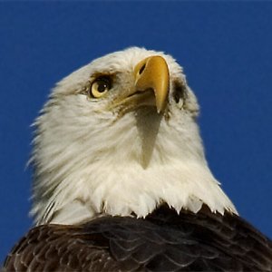 Bald Eagle Close