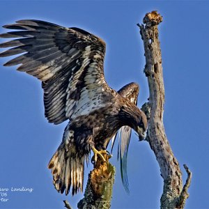 Immature Young Bald Eagle