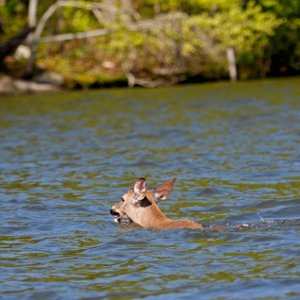 Deer-Crossing-Short-Creek