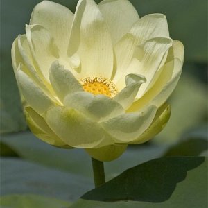 Water Lilly at Goosepond, near Scottsboro on Lake Guntersville