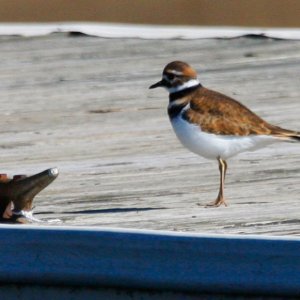 Skitish Killdeer surveys a pier near The Docks restaurant on Lake Guntersville