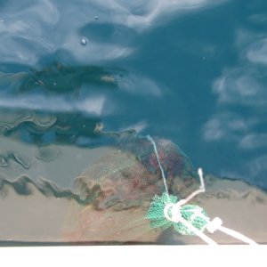IMG 0744