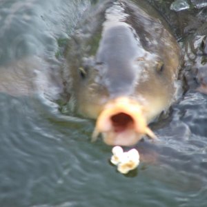 Popcorn Anyone???   GYPSY\'s \"B\" & Da Carp @ Defeated Creek Marina
