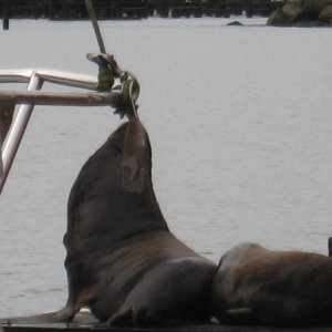 california sea lion, they live on the docks in Astoria