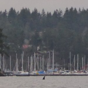 Pod of killer whales entering Friday Harbor!