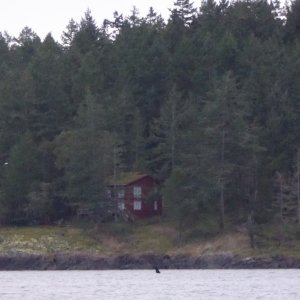 Pod of killer whales entering Friday Harbor!