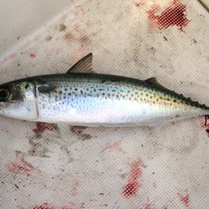 Media 'First fish landed, Blue Mackerel, given back to Tangaroa, God of the Sea, for good luck' in album 'not mushroom'