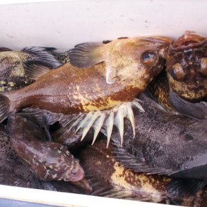 Bottom Fish Catch 8-11-07