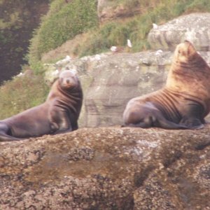 Media 'Sea Lions - Cape Flattery - 8-11-07' in album 'Arch - Cape Flattery - 8-11-07'