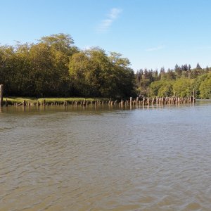 Lots and lots of dolphins and pilings on every river in Grays Harbor.