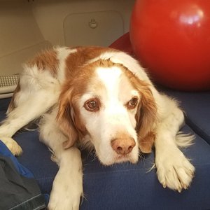 Media 'Our dog Speedy' in album 'Our life went to the dogs long ago'