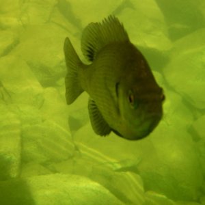 Lake Powell fish