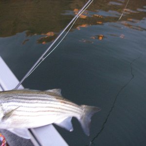 Only picture that I took of stipers caught on a fly. Hard to land one without a net, take a picture, then release. Great fun with a 6 weight.