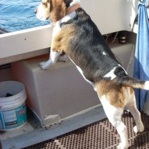 Bodie on the hunt for fish