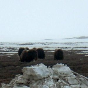 Muskox by pump station #1 Prudhoe Bay