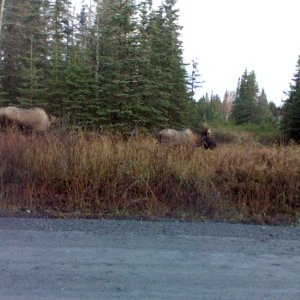 2 Small (sub legal) Bulls