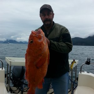 24# yellow eye out of Seward