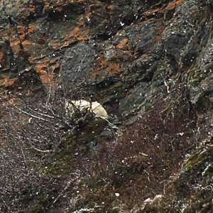 Goat at Dogfish bay