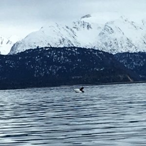 Calf Orca Kachemak Bay