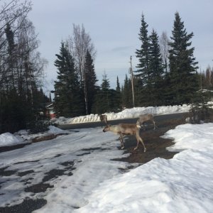 Caribou in driveway