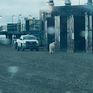 King of the Well Pad Milne Pt. Alaska
Any bear sighting shuts down all work