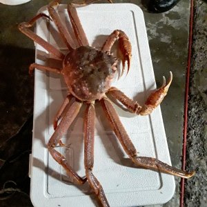 Biggest Tanner (aka Berardi Crab) I have seen in 25 yrs.
(48qt Coleman)