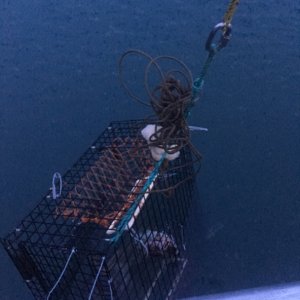 Crab pot with what turned out to be (800'later)some ones lost shrimp pot of old.(no shrimp season for the last 25?yrs)