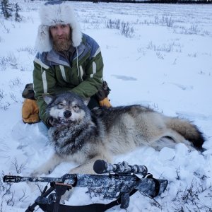 First wolf of the year. This guy & 5 or 6 of his friends have been raiding the kids trap line every night. Kid was back in the same area 01-24-2020 counted 16 different sets of wolf tracks. Great that's one of those "Black Guns" what next? The back strap was a little gamey tasting!