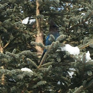 Steller's Jay