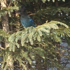 Steller's Jay 2