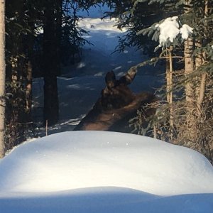 Bedded Moose Calf in back yard