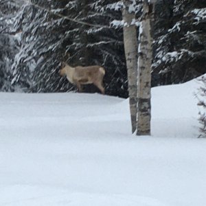 Caribou front yard 2