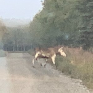 Piebald Cow Moose Marathon Rd. Kenai